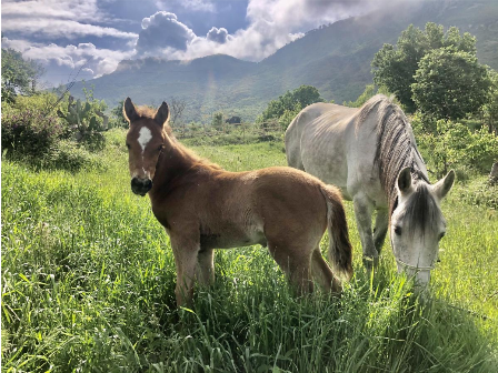 Taste of Sicily 6 Days 